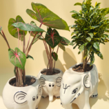 Ceremic Planter Little Decor Thing log Home Garden Decor (279)