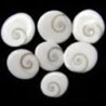 gomati-chakra-symbol-of-maa-laxmi-for-pooja-and-positivity-125x125-1.jpg