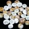 gomati-chakra-symbol-of-maa-laxmi-for-pooja-and-positivity-125x125-2.jpg
