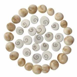 Gomati Chakra Symbol Of Maa Laxmi For Pooja And Positivity 500X500 1 Gomati Chakra: Symbol Of Maa Laxmi For Pooja And Positivity Crystal Gemstone Decor Tree