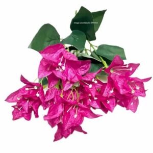 Sphinx Artificial Bougainvillea Flowers Bunch Without Vase (Height 30 Cms)- (2 Pieces, Fuc 29 Sphinx Artificial Bougainvillea Flowers Bunch Without Vase Height 30 Cms 2 Pieces Fuchsia 500X500 1 Sphinx Artificial Bougainvillea Flowers Bunch Without Vase (Height 30 Cms)- (2 Pieces, Fuc