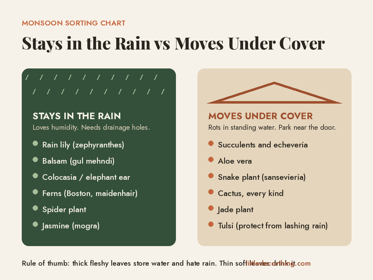 Monsoon Sorting Chart Showing Which Balcony Plants Stay In The Rain And Which Move Under Cover